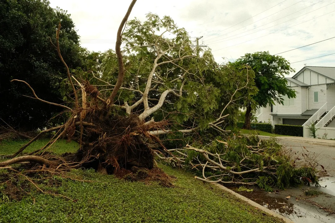 Uprooted tree across a residential street after a storm